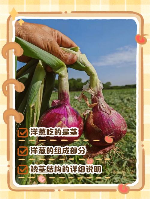 洋葱种植技术需重点掌握哪些要点？-图2