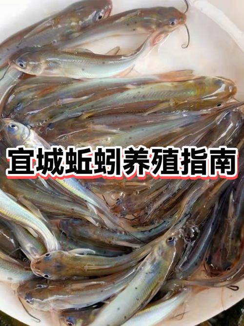 蚯蚓养殖如何高效防治病虫害?-图2 蚯蚓养殖如何高效防治病虫害?-图2