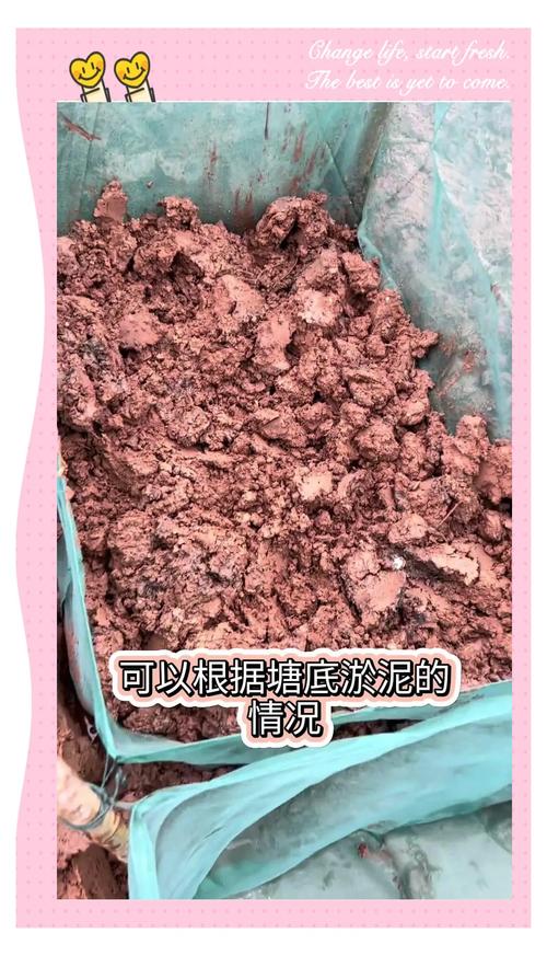 黄鳝网箱育苗技术要点有哪些？-图1