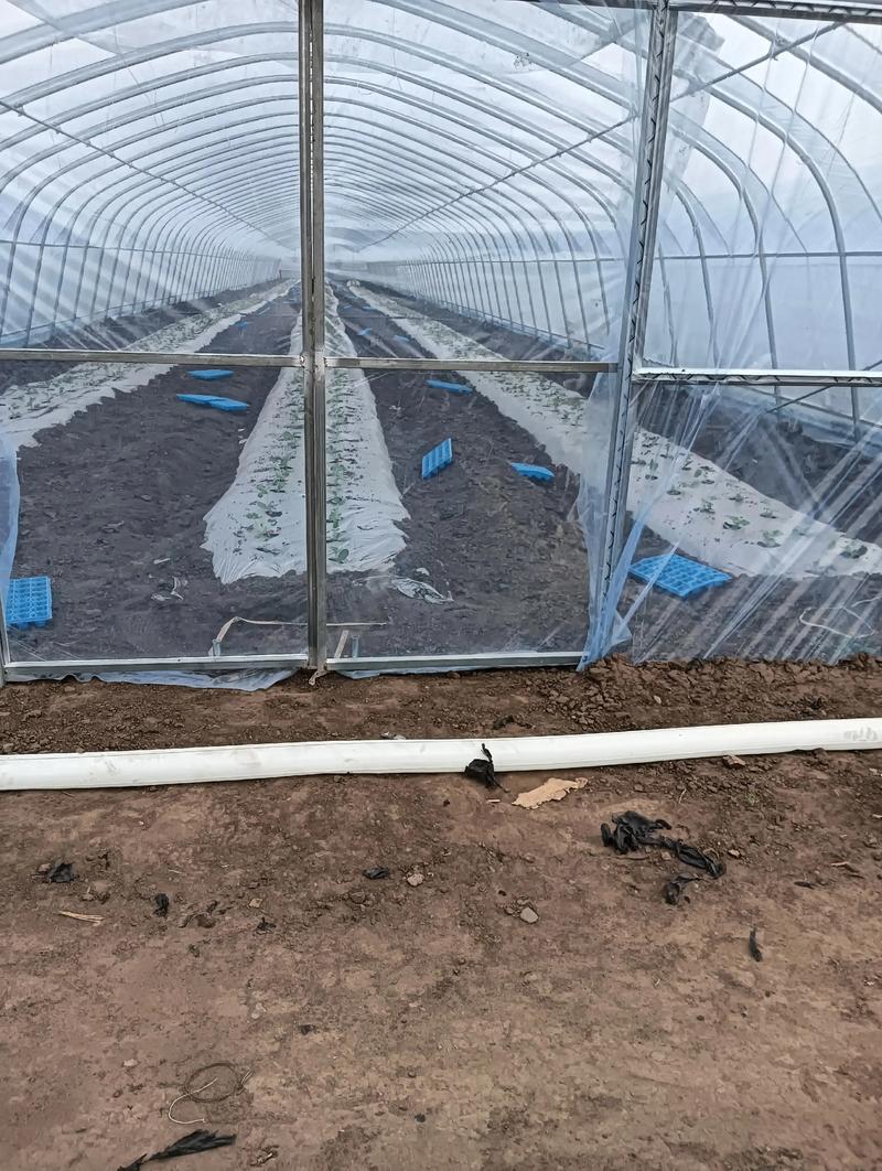 新疆西瓜栽培技术视频有哪些要点？-图2