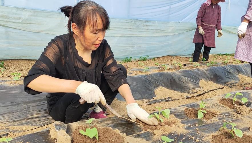 新疆西瓜栽培技术视频有哪些要点？-图1