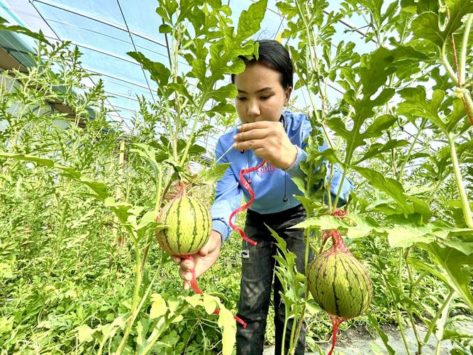 新疆西瓜栽培技术视频有哪些要点？-图3