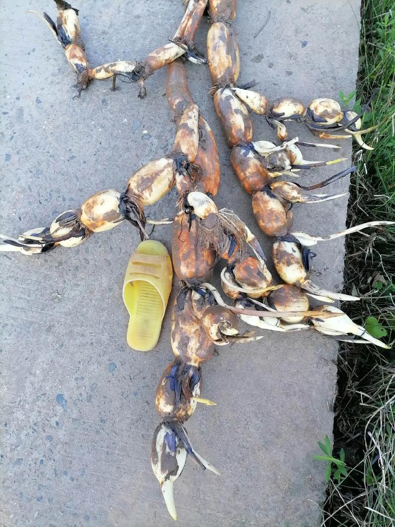 什么品种的藕产量最高-图1 什么品种的藕产量最高-图1