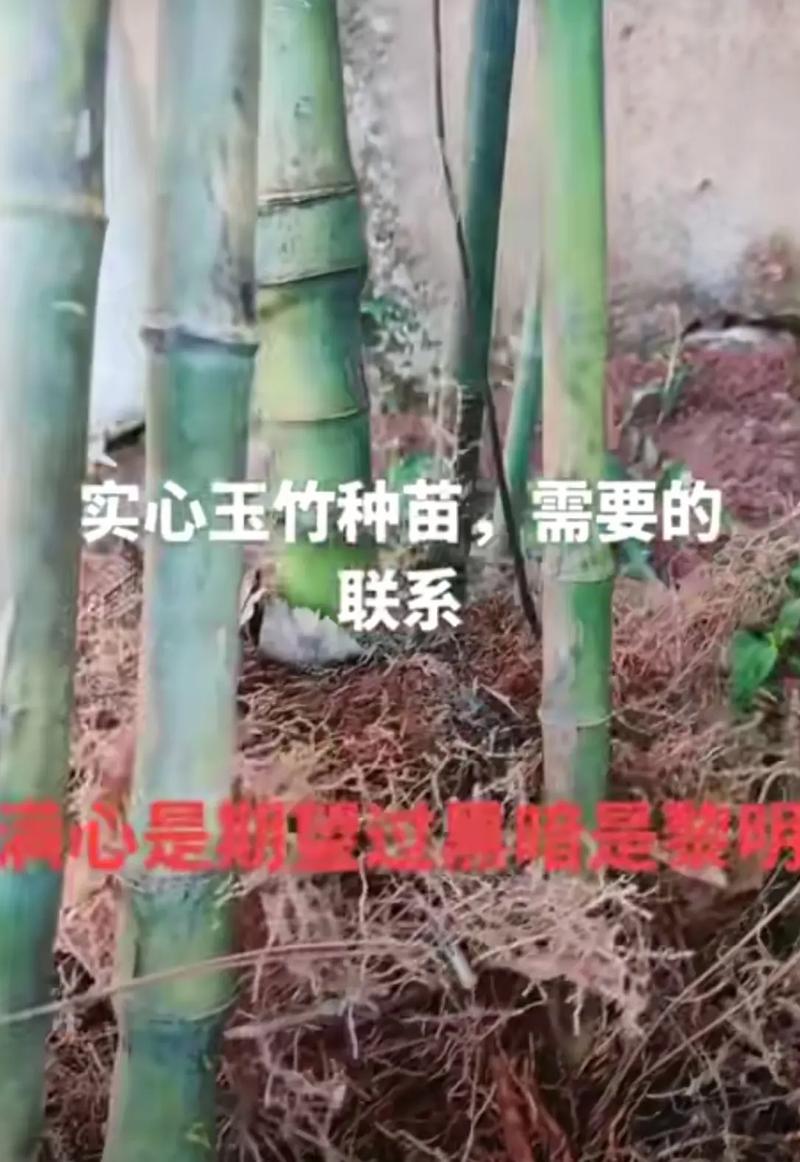哪里能买到实心竹子品种?-图2 哪里能买到实心竹子品种?-图2