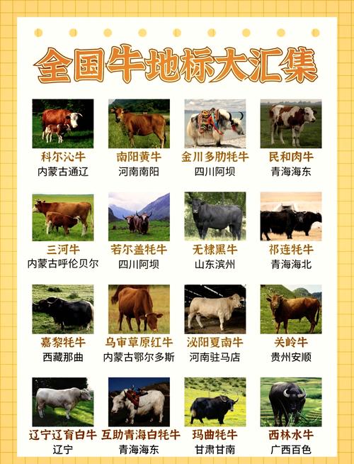 中国最好吃的牛品种是哪个？-图1