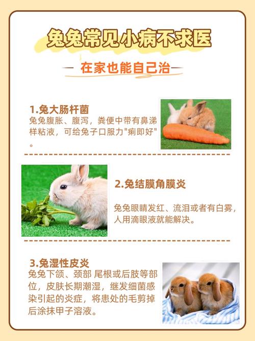 兔子养殖技术有哪些关键要点?-图3 兔子养殖技术有哪些关键要点?-图3