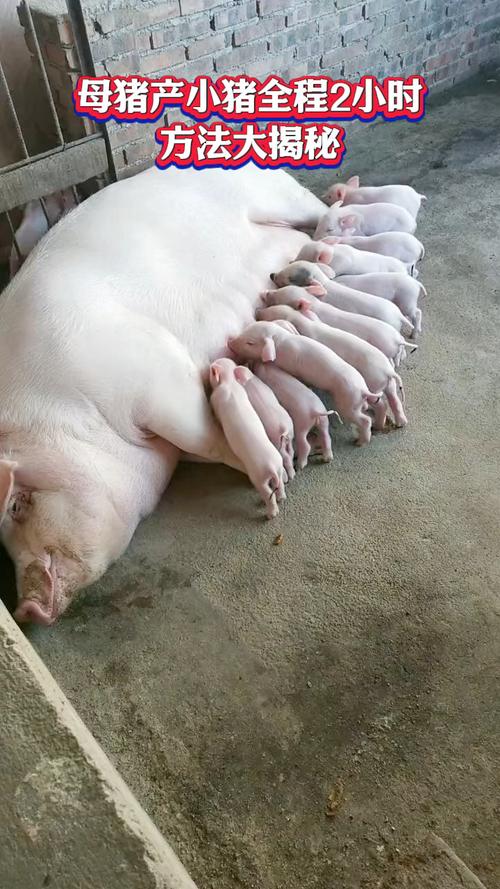 农村养母猪选什么品种好？-图1