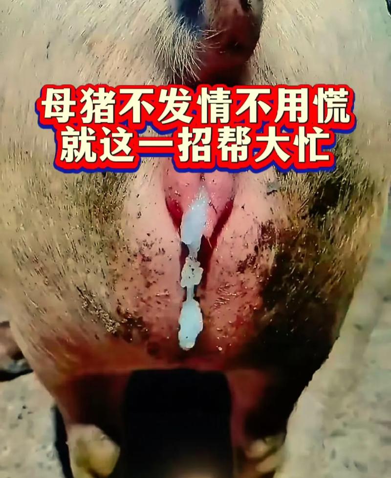 农村养母猪选什么品种好？-图3