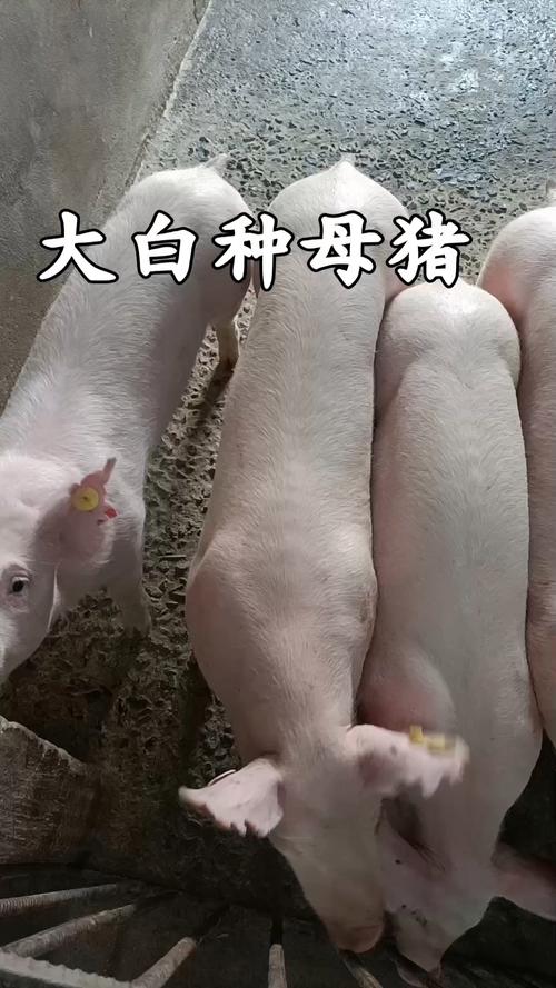 农村养母猪选什么品种好？-图2