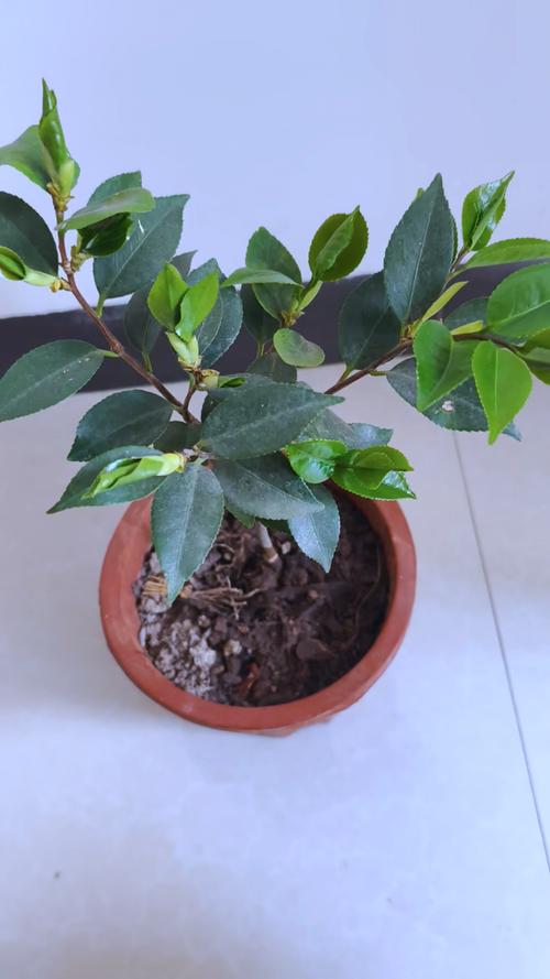 茶花叶子最大品种是哪个？-图2