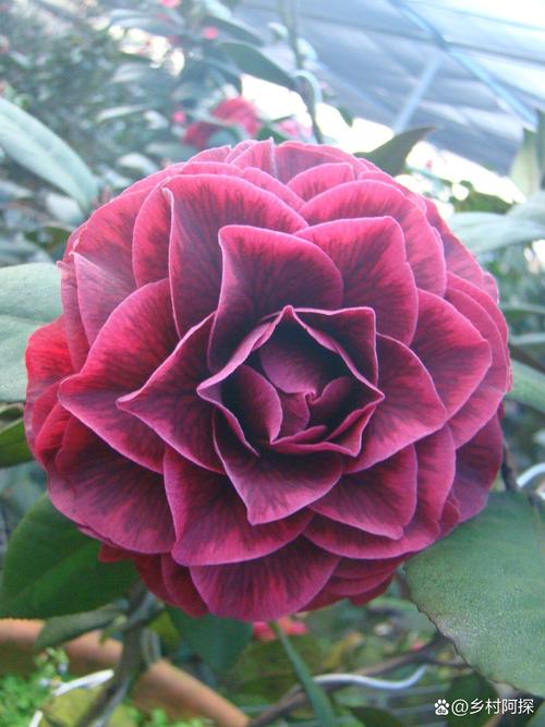 茶花叶子最大品种是哪个？-图1