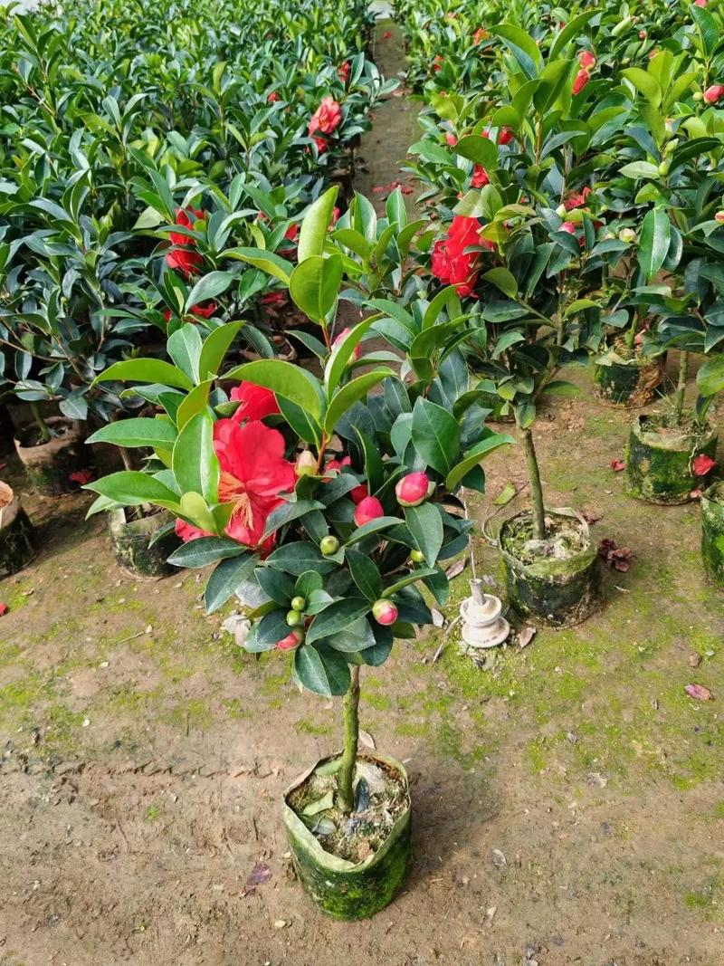 茶花叶子最大品种是哪个？-图3