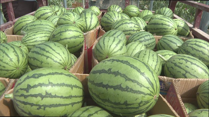 小形西瓜品种有哪些？-图1