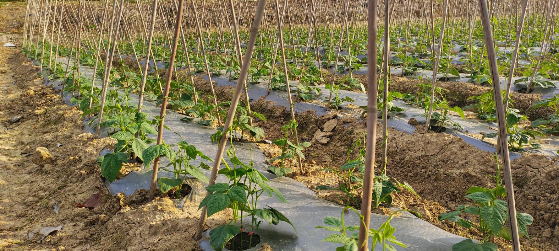 扁豆大棚种植技术视频,关键要点有哪些?-图1 扁豆大棚种植技术视频,关键要点有哪些?-图1