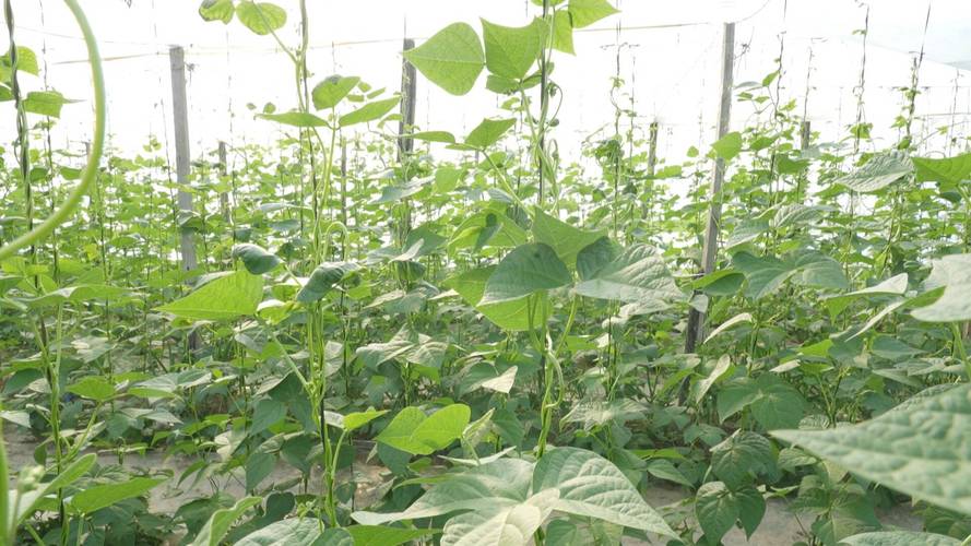 扁豆大棚种植技术视频,关键要点有哪些?-图2 扁豆大棚种植技术视频,关键要点有哪些?-图2