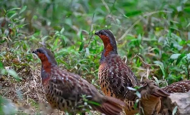 2025野鸡最新价格多少钱一斤?-图1 2025野鸡最新价格多少钱一斤?-图1