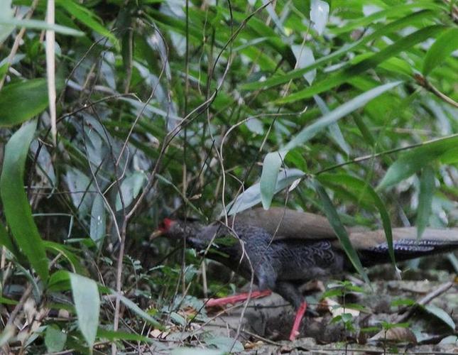 2025野鸡最新价格多少钱一斤?-图2 2025野鸡最新价格多少钱一斤?-图2