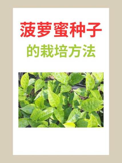 菠萝育种技术有哪些关键步骤？-图2