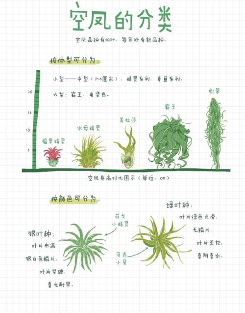 菠萝育种技术有哪些关键步骤？-图1