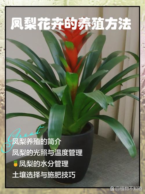 菠萝育种技术有哪些关键步骤？-图3