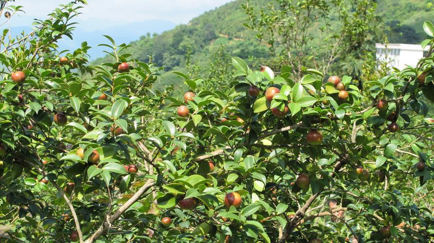 茶油树品种怎么选？高产优质哪个好？-图1