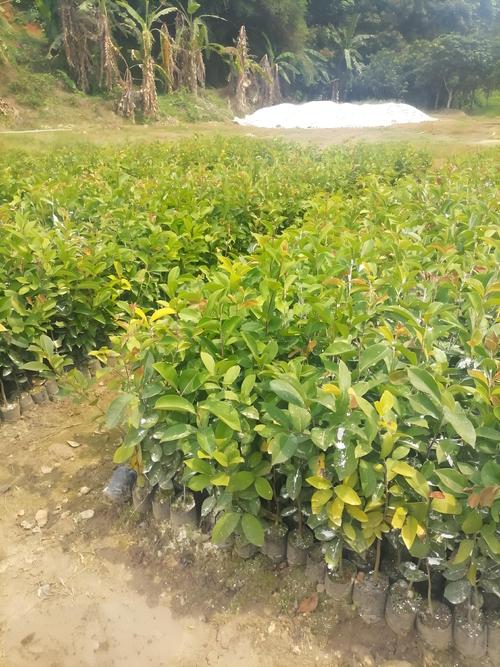 茶油树品种怎么选？高产优质哪个好？-图2