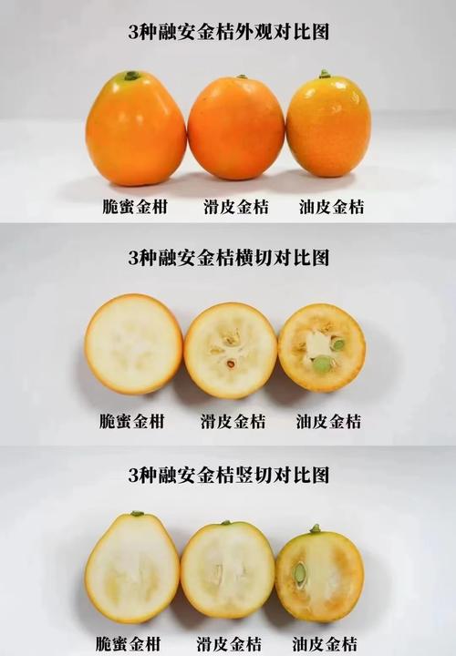 最好桔子品种是哪个？-图1