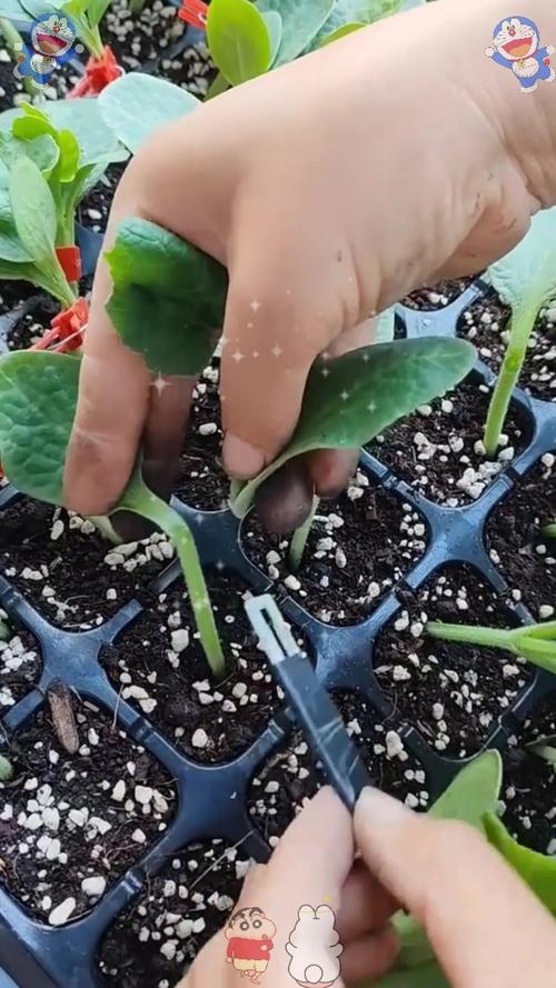 香瓜嫁接技术过程视频-图1 香瓜嫁接技术过程视频-图1