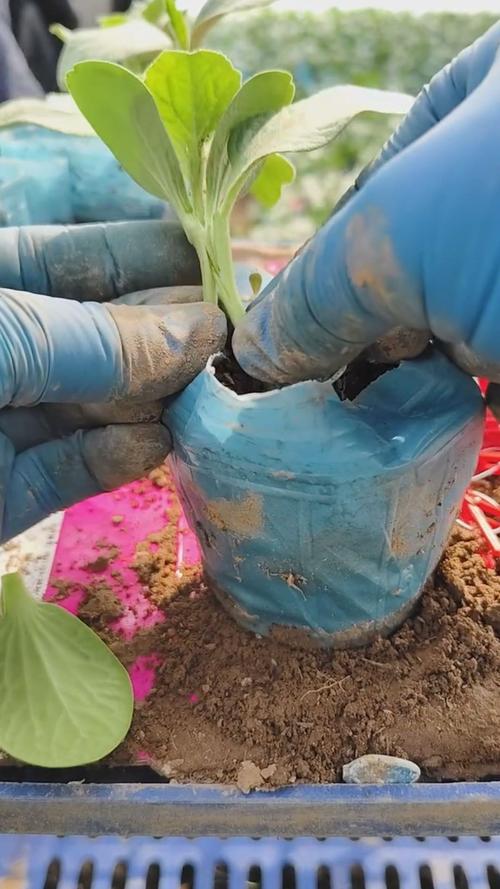 香瓜嫁接技术过程视频-图3 香瓜嫁接技术过程视频-图3