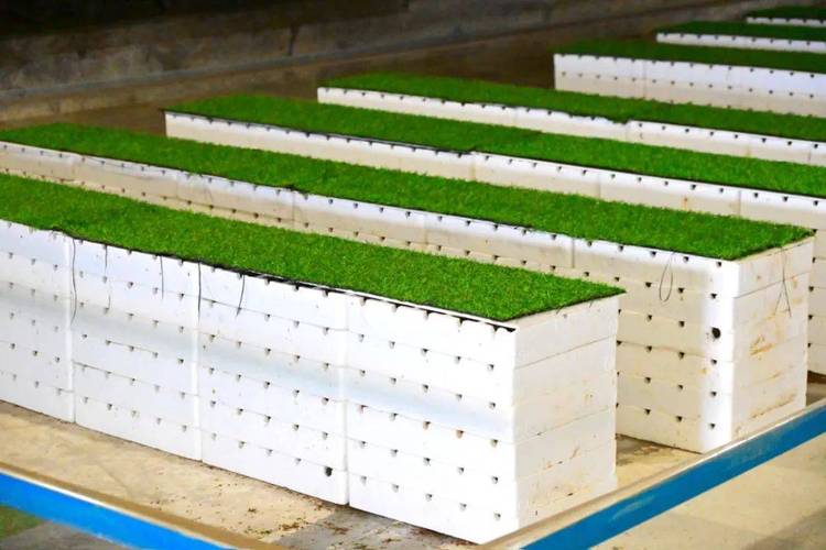 室外蜈蚣养殖技术视频怎么学?-图1 室外蜈蚣养殖技术视频怎么学?-图1