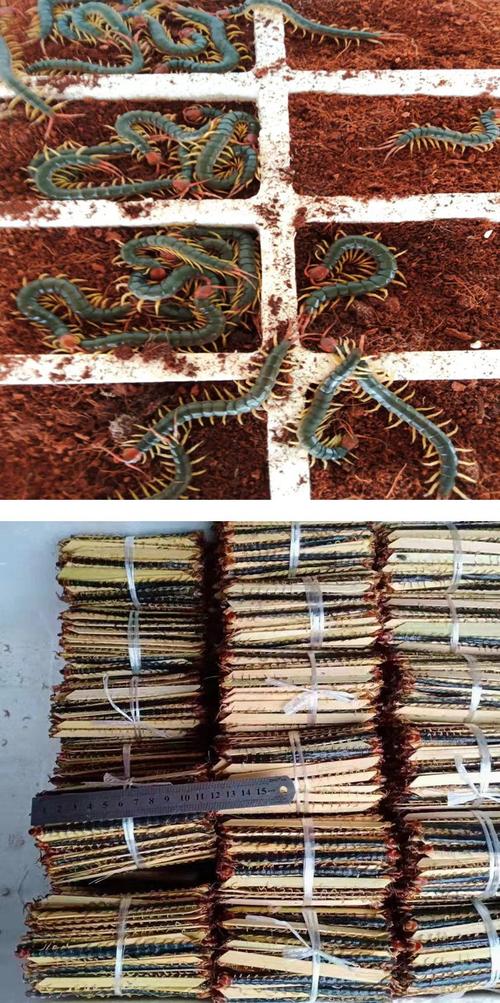 室外蜈蚣养殖技术视频怎么学?-图2 室外蜈蚣养殖技术视频怎么学?-图2