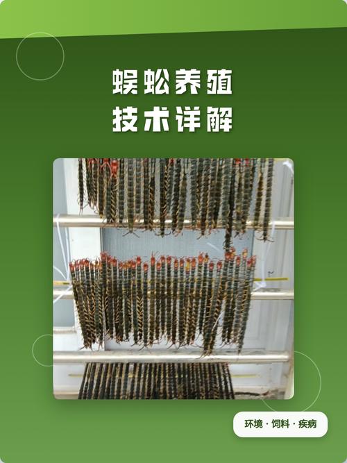室外蜈蚣养殖技术视频怎么学?-图3 室外蜈蚣养殖技术视频怎么学?-图3