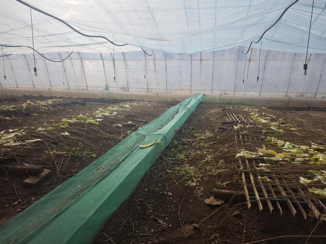 贵州白玉蜗牛养殖技术有哪些要点？-图2