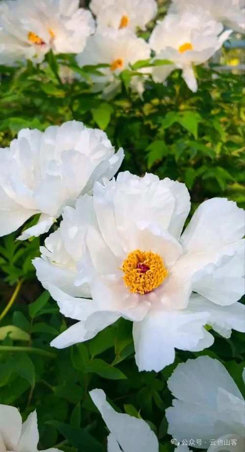 白色牡丹哪个品种最漂亮?-图1 白色牡丹哪个品种最漂亮?-图1