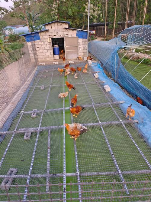 养鸡视频里有哪些实用养殖技术?-图1 养鸡视频里有哪些实用养殖技术?-图1