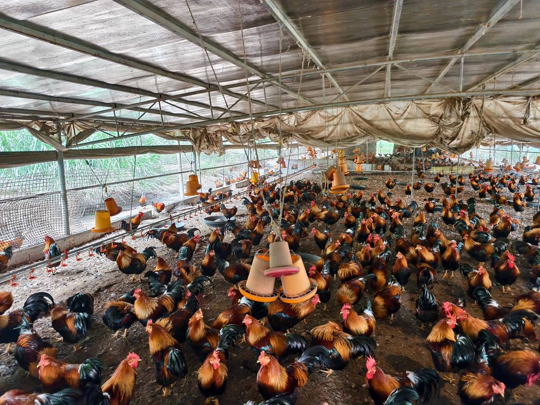 养鸡视频里有哪些实用养殖技术?-图2 养鸡视频里有哪些实用养殖技术?-图2