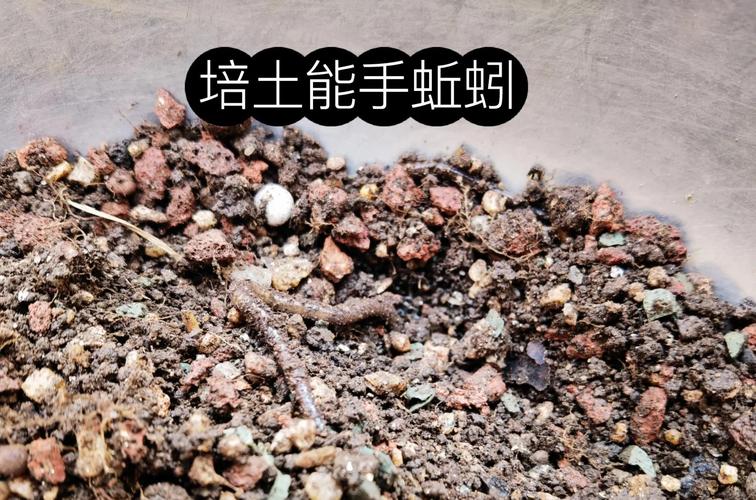 生活污泥蚯蚓养殖技术-图2 生活污泥蚯蚓养殖技术-图2