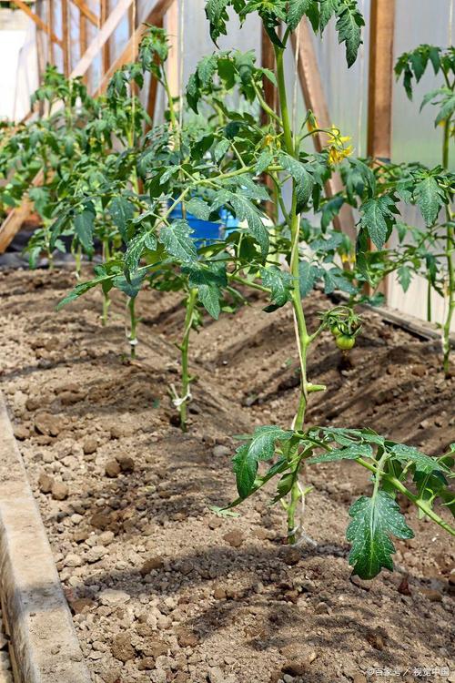 番茄露天种植技术要点有哪些?-图2 番茄露天种植技术要点有哪些?-图2