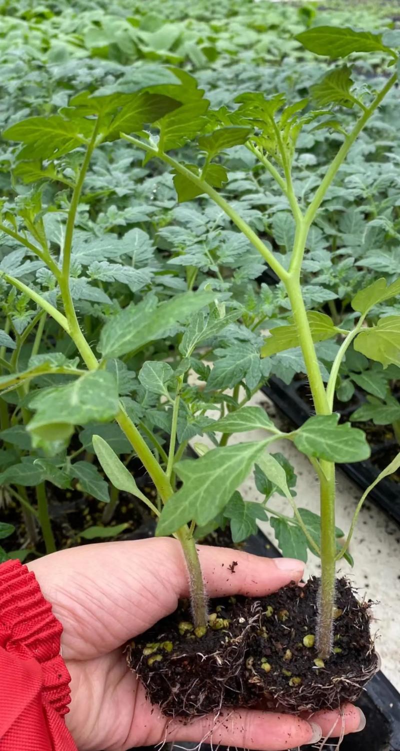 番茄露天种植技术要点有哪些?-图3 番茄露天种植技术要点有哪些?-图3