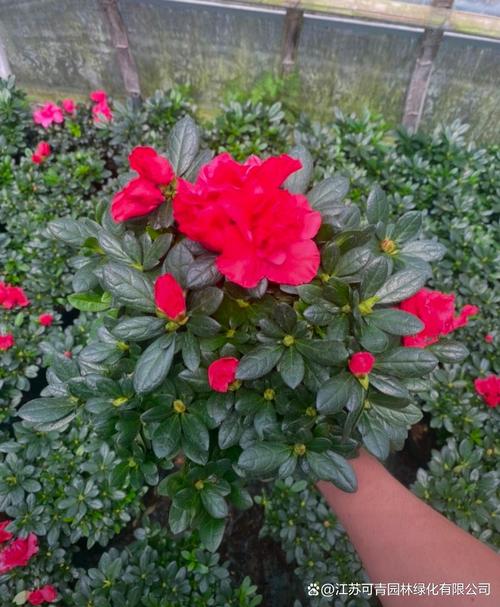 西洋杜鹃哪些品种最值得种？-图2