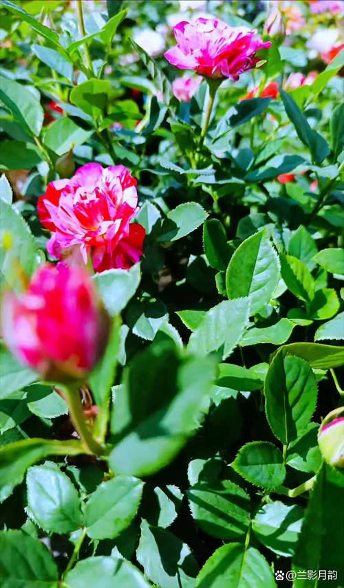 西洋杜鹃哪些品种最值得种？-图3