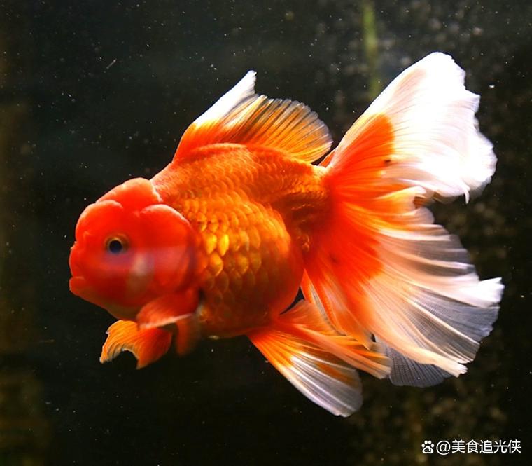 金鱼品种有哪些？观赏视频大全？-图1