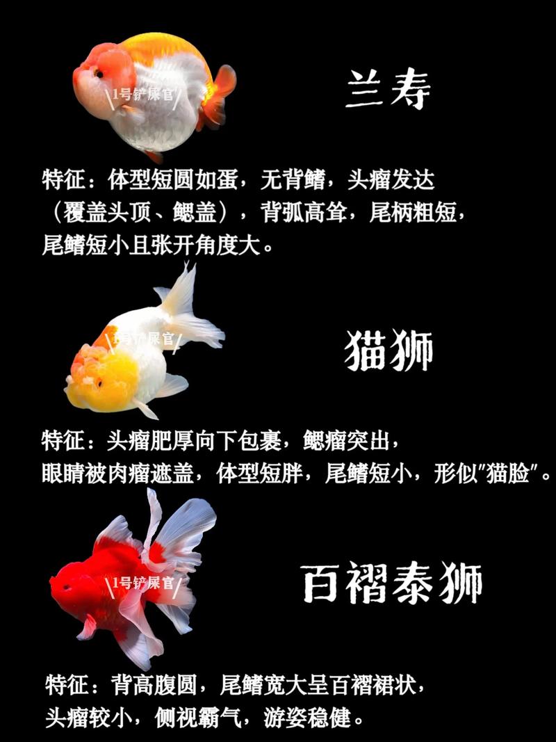 金鱼品种有哪些？观赏视频大全？-图2