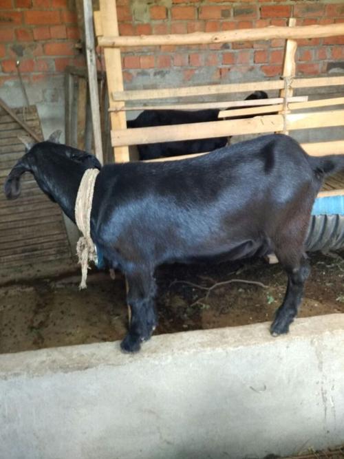 想看哪些山羊品种?各地山羊有何特色?-图3 想看哪些山羊品种?各地山羊有何特色?-图3