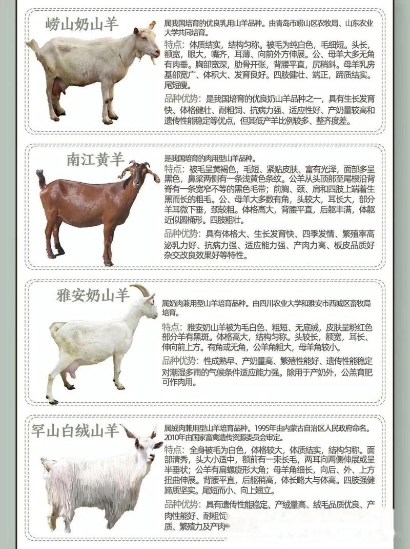 想看哪些山羊品种?各地山羊有何特色?-图2 想看哪些山羊品种?各地山羊有何特色?-图2
