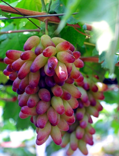 当下最优质葡萄品种是哪个？-图2