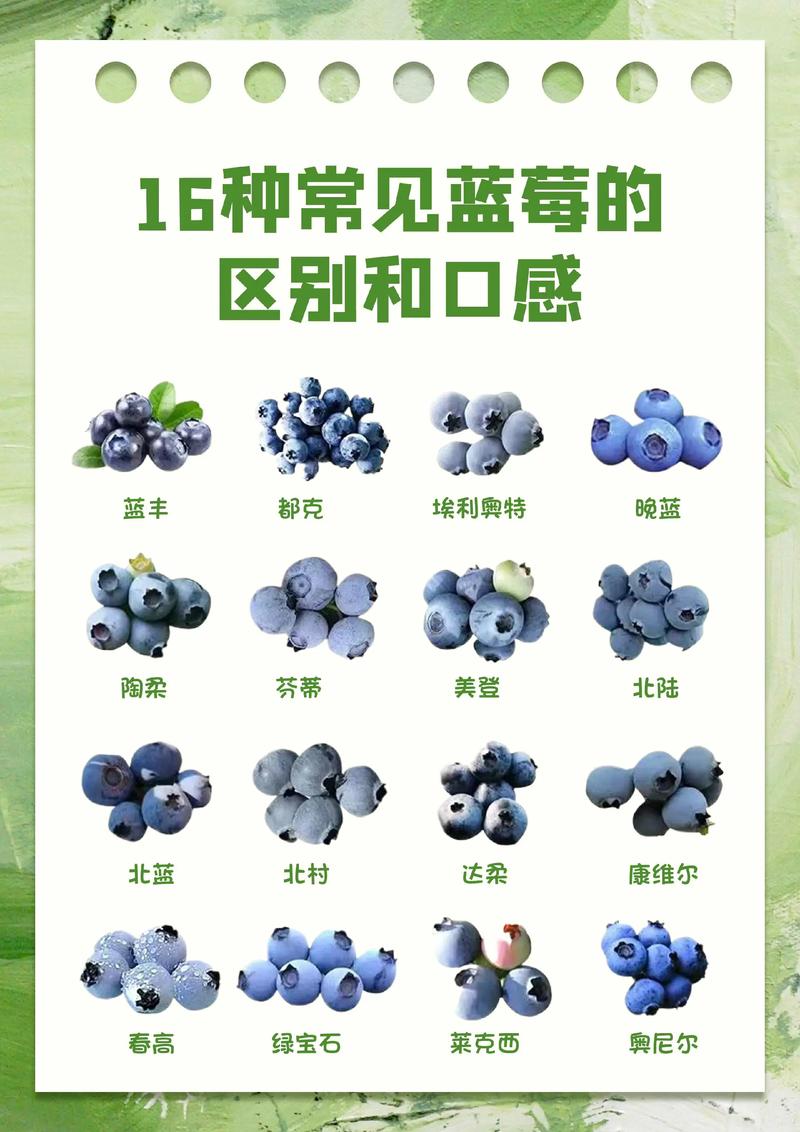 最新引进蓝莓品种有哪些特点？-图3