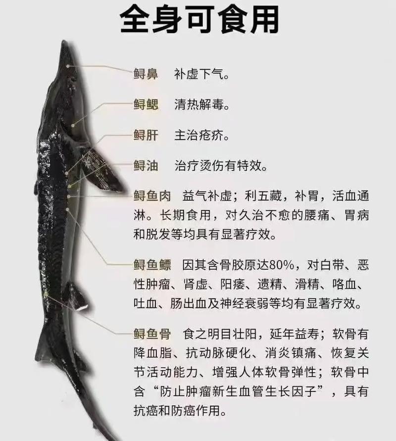 人工养殖大型鲟鱼品种有何优势?-图2 人工养殖大型鲟鱼品种有何优势?-图2