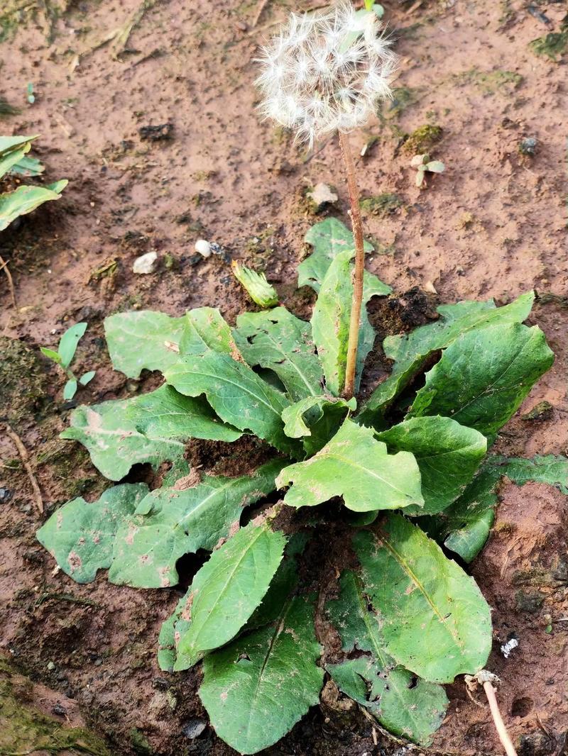 福建蒲公英是什么品种-图1