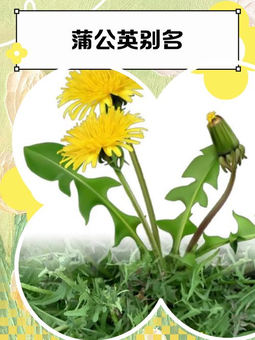 福建蒲公英是什么品种-图2
